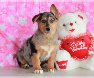 German Shepherd Dog-Pembroke Welsh Corgi Mix Puppy for sale in APPLE CREEK, OH, USA