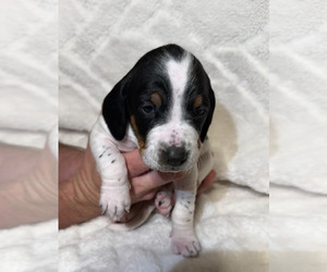 Medium Black and Tan Coonhound-Bluetick Coonhound Mix