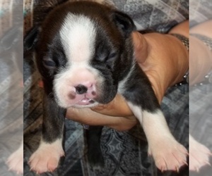 Boston Terrier Puppy for sale in WILSONVILLE, OR, USA