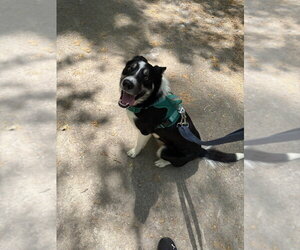 Border Collie-Unknown Mix Dogs for adoption in Springdale, PA, USA