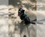 Small Border Collie Mix