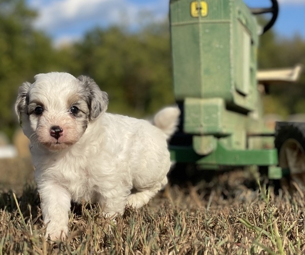 Medium Photo #1 Aussiedoodle Miniature  Puppy For Sale in GARLAND, KS, USA