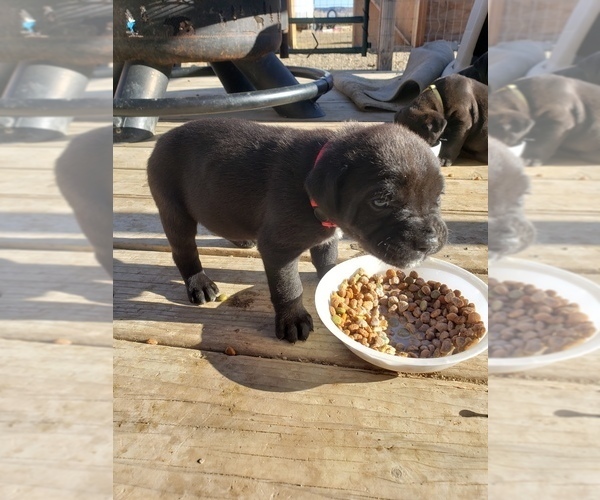 Medium Photo #2 Cane Corso Puppy For Sale in TRINIDAD, CO, USA