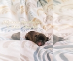 Small Photo #4 French Bulldog Puppy For Sale in NOONDAY, TX, USA