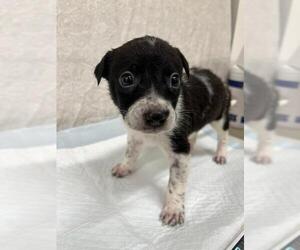 Mutt Dogs for adoption in Baytown, TX, USA