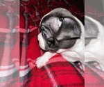 Small Photo #5 Boston Terrier Puppy For Sale in SUMMERVILLE, SC, USA