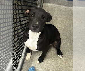 Labrador Retriever-Unknown Mix Dogs for adoption in Sterling, MA, USA