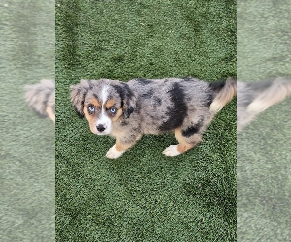 Medium Photo #3 Cavalier King Charles Spaniel-Miniature Australian Shepherd Mix Puppy For Sale in POMONA, CA, USA