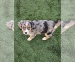 Small #2 Cavalier King Charles Spaniel-Miniature Australian Shepherd Mix