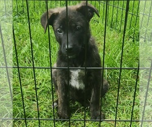 Labrador Retriever-Unknown Mix Dogs for adoption in SHERBURNE, NY, USA