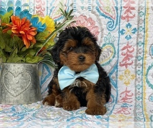 YorkiePoo Puppy for sale in LANCASTER, PA, USA