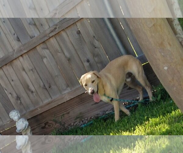 Medium Photo #6 Labrador Retriever-Unknown Mix Puppy For Sale in Orange Grove, TX, USA
