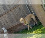 Small Photo #6 Labrador Retriever-Unknown Mix Puppy For Sale in Orange Grove, TX, USA