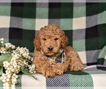 Small Photo #6 Goldendoodle (Miniature) Puppy For Sale in COCHRANVILLE, PA, USA