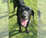 Small #2 Labrador Retriever Mix