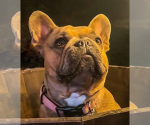 Mother of the French Bulldog puppies born on 08/08/2023