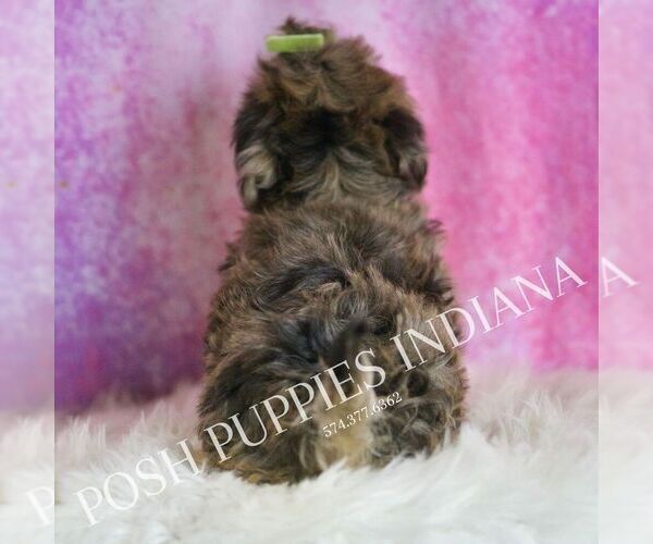 Medium Photo #5 Yorkipoo Puppy For Sale in WARSAW, IN, USA