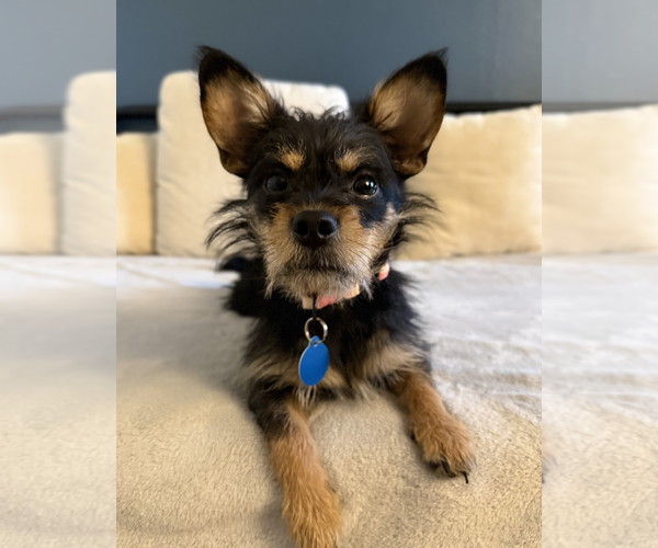 Medium Photo #1 Chihuahua-Unknown Mix Puppy For Sale in Bellevue, WA, USA