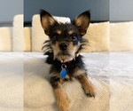 Chap - Male Chihuahua-Unknown Mix Dog for Adoption - Small photo