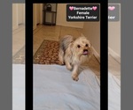 Bernadette - Female Yorkshire Terrier Puppy for Sale - Photo #3