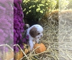 Small Photo #7 Cavalier King Charles Spaniel Puppy For Sale in STE GENEVIEVE, MO, USA