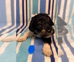Small #3 Goldendoodle