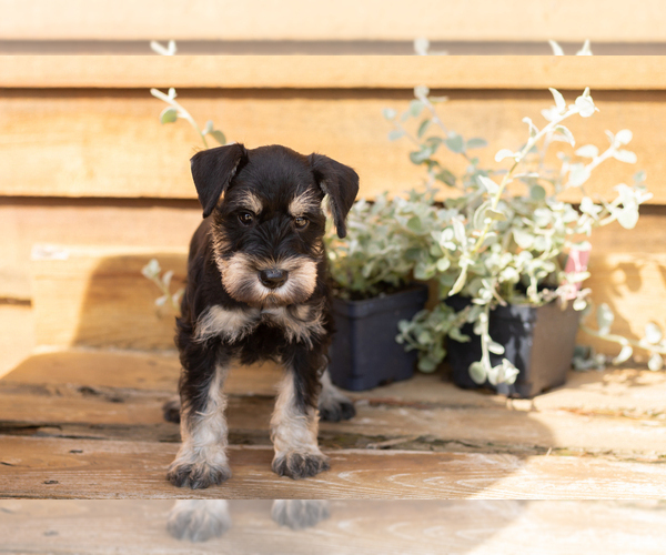 Medium Photo #2 Schnauzer (Miniature) Puppy For Sale in NAPPANEE, IN, USA