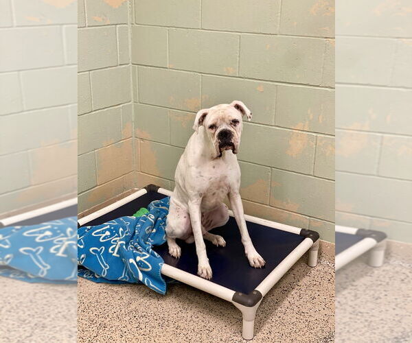 Medium Photo #3 Boxer Puppy For Sale in Austin, TX, USA