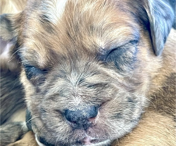 Medium Photo #2 Boxer-Poodle (Standard) Mix Puppy For Sale in WEST POINT, VA, USA