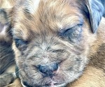 Small #1 Boxer-Poodle (Standard) Mix