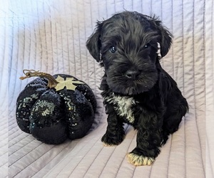 Schnauzer (Miniature) Puppy for sale in CHAMPAIGN, IL, USA