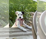 Small Photo #3 Collie-Unknown Mix Puppy For Sale in St. Louis Park, MN, USA