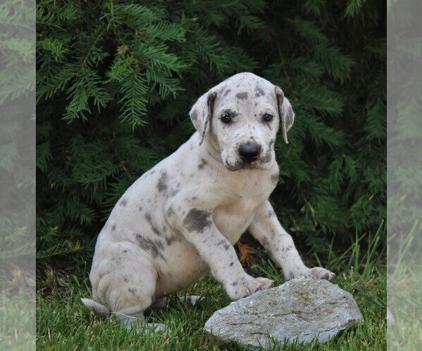 Medium Photo #2 Great Dane Puppy For Sale in LITITZ, PA, USA