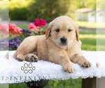 Small #3 Golden Retriever