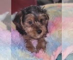 Puppy Topaz Yorkshire Terrier