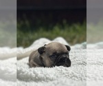 Puppy Miller French Bulldog