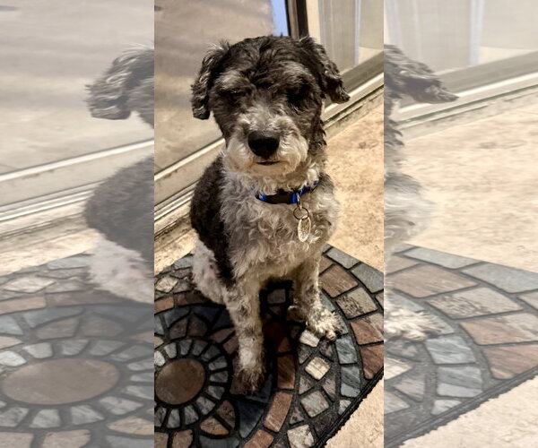 Medium Photo #1 Poodle (Miniature) Puppy For Sale in Boca Raton, FL, USA