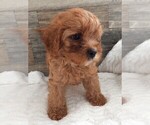 Small Photo #28 Cavapoo Puppy For Sale in CARLISLE, KY, USA
