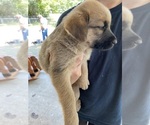 Small #2 Anatolian Shepherd-Great Pyrenees Mix