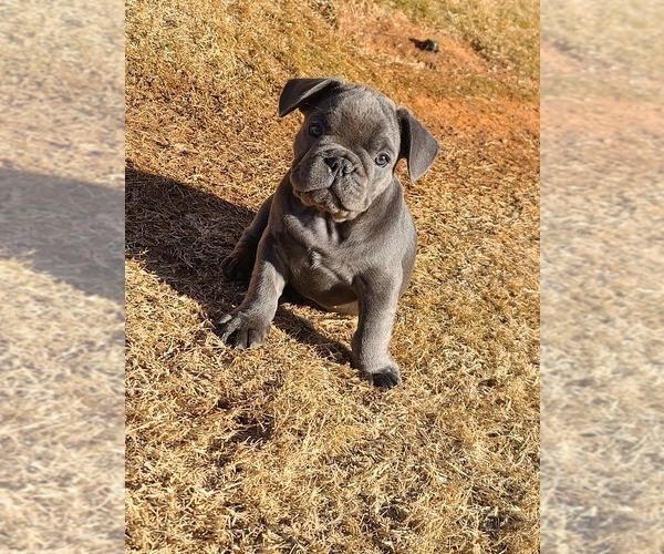 Medium Photo #6 French Bulldog Puppy For Sale in EDMOND, OK, USA