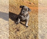 Small Photo #6 French Bulldog Puppy For Sale in EDMOND, OK, USA