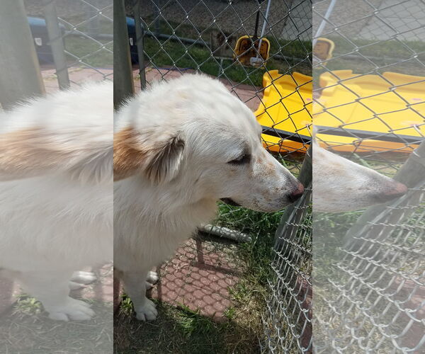 Medium Photo #20 Great Pyrenees-Unknown Mix Puppy For Sale in Houston, TX, USA