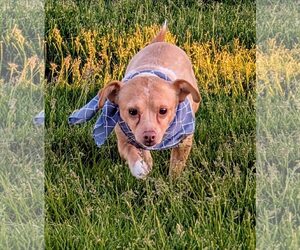 Chihuahua Dogs for adoption in MIDWAY, UT, USA