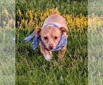 Small Chihuahua