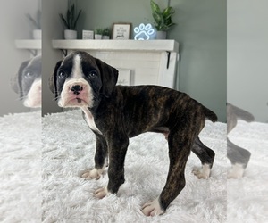 Boxer Puppy for sale in INDIANAPOLIS, IN, USA