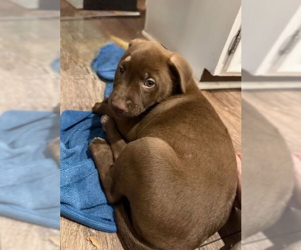 Medium Photo #2 Mutt Puppy For Sale in St. Louis Park, MN, USA