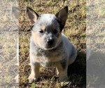 Small Photo #1 Australian Cattle Dog Puppy For Sale in MYRTLE BEACH, SC, USA