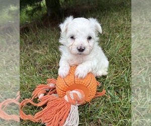 Maltese Puppy for sale in MIDDLEBURY, IN, USA