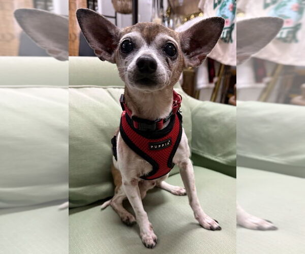 Medium Photo #3 Chihuahua Puppy For Sale in Mundelein, IL, USA