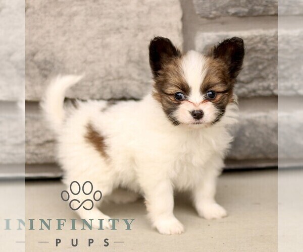 Medium Photo #1 Papillon Puppy For Sale in GORDONVILLE, PA, USA